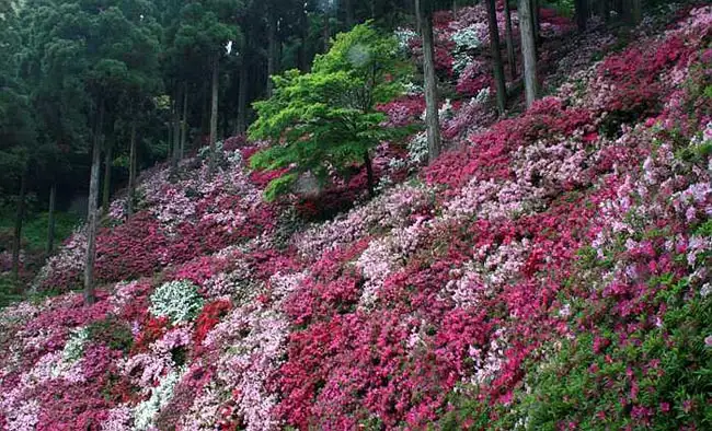 Azalea Season (May) | Location: Japan