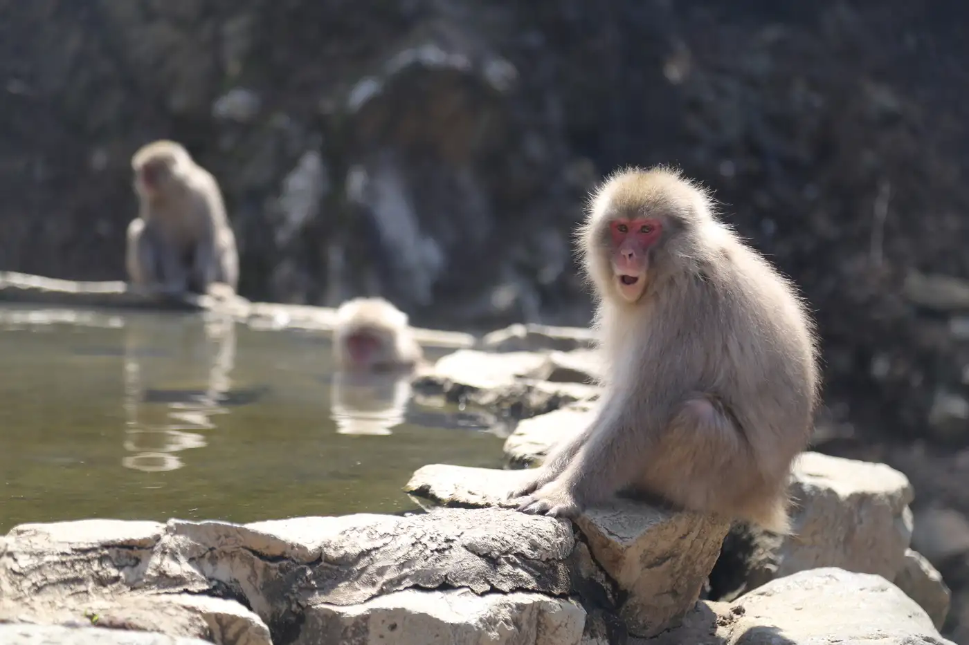 Jigokudani Snow Monkey Park | Location: Nagano, Japan