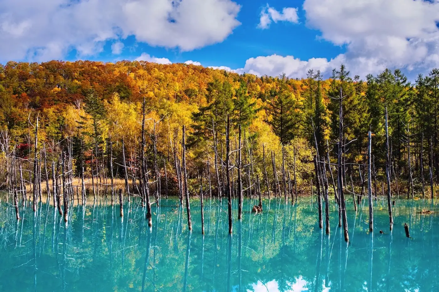 Blue Pond, Hokkaido | Location: Japan