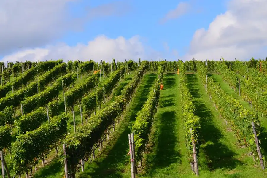Furano Winery | Location: Japan