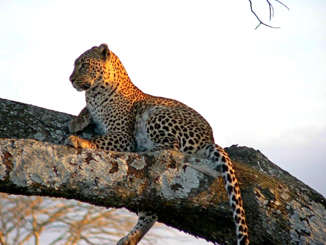 Leopard Lounging in a tree | Location: Kenya