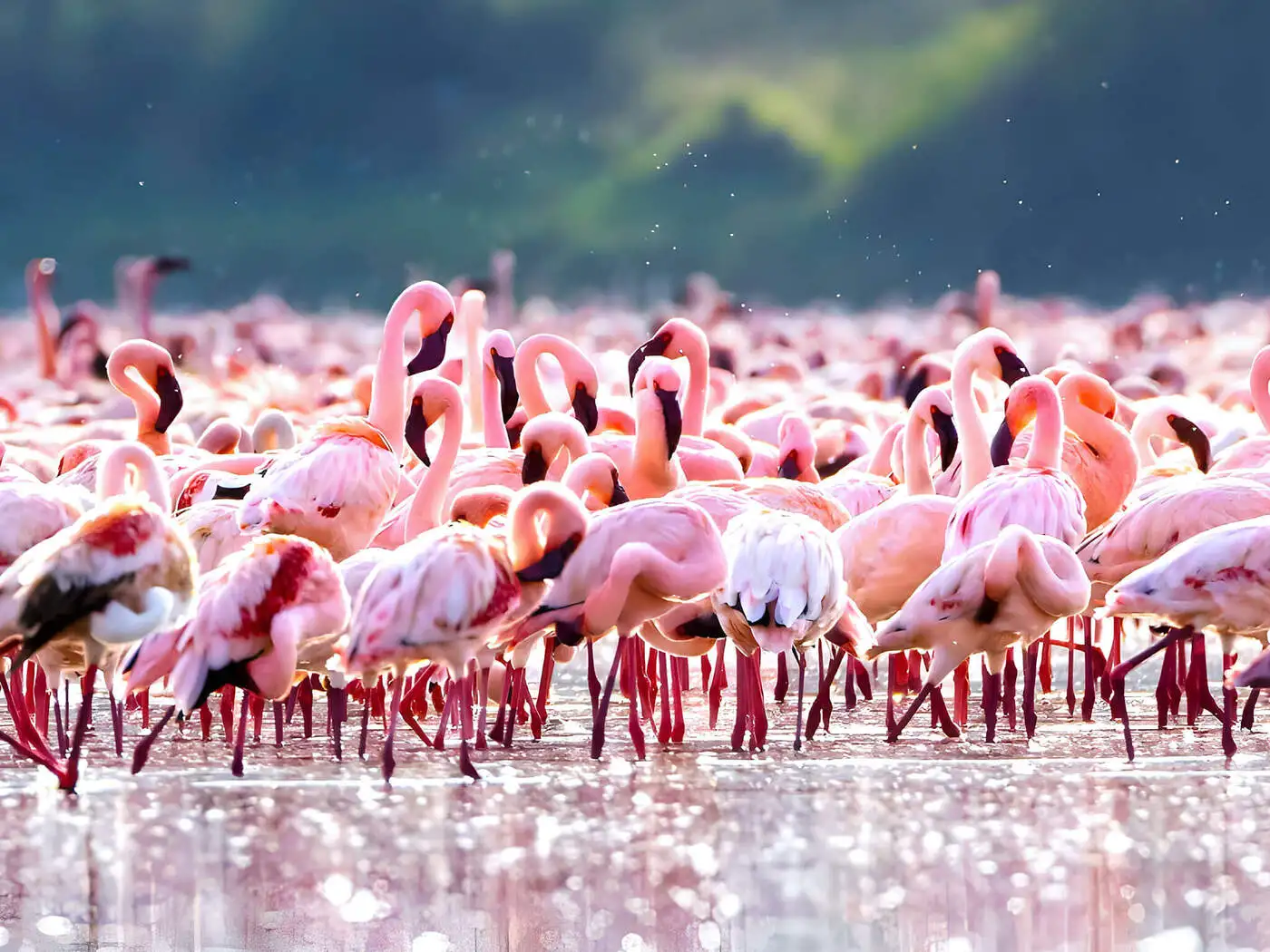 Lake Nakuru and Flamingos | Location: Nakuru, Kenya