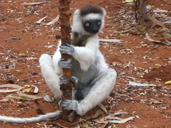 Location: Madagascar