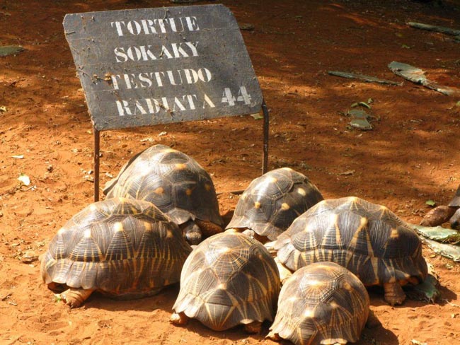 The Angonoka tortoise which is critically an endangered species of tortoise endemic to Madagascar. | Location: Madagascar