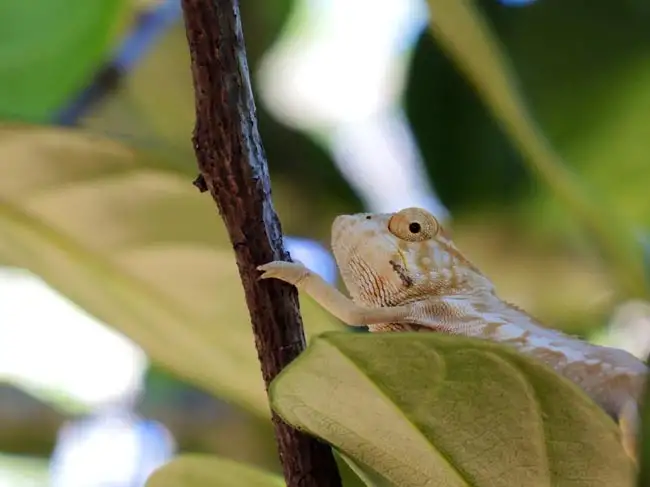 Location: Nosy Be, Madagascar