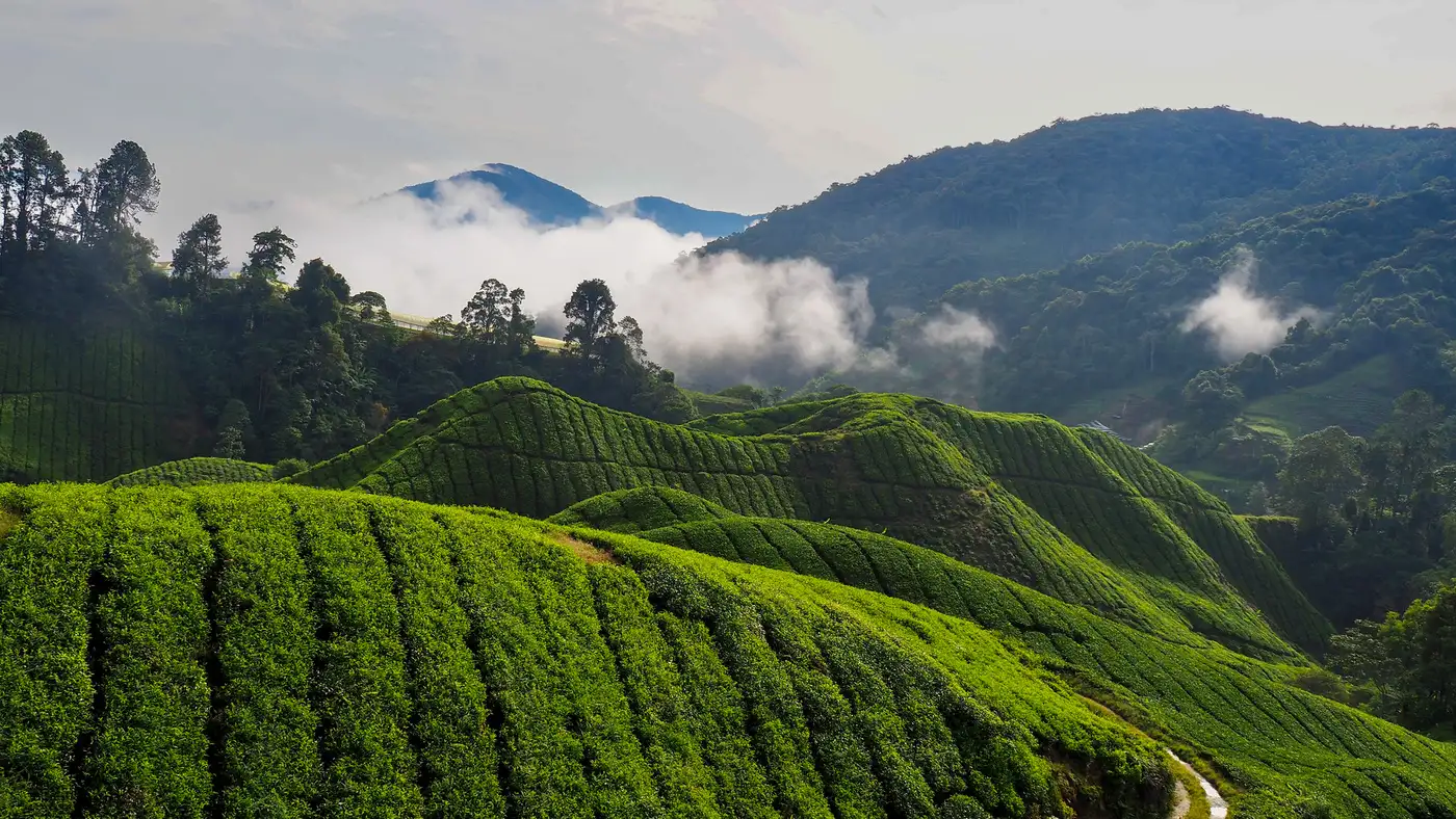 Tea Plantation | Location: Cameron Highlands, Malaysia