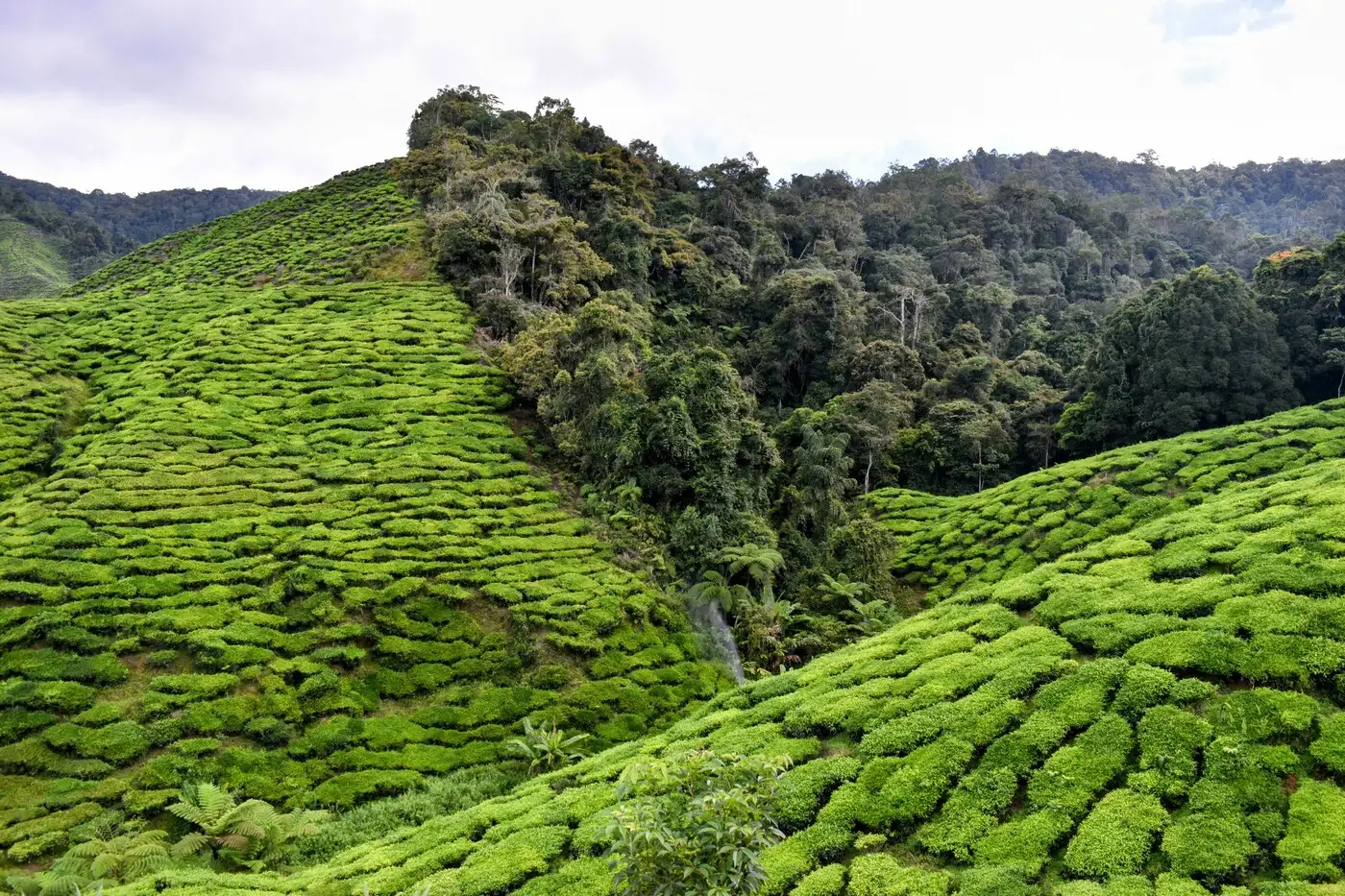 Tea Plantation | Location: Cameron Highlands, Malaysia