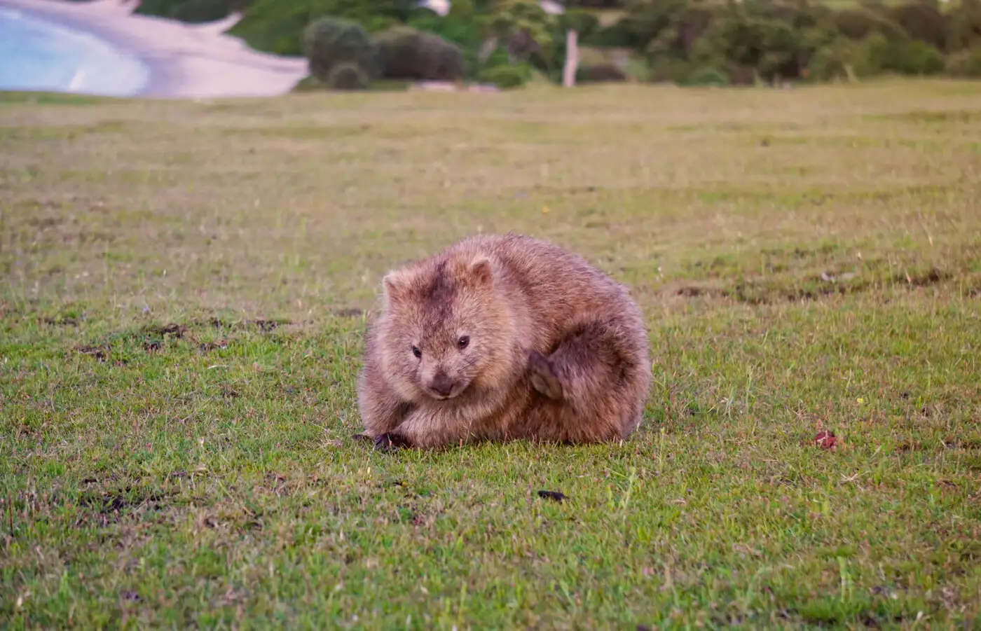 Wombat on Maria Island | Location: Freycinet National Park, Australia