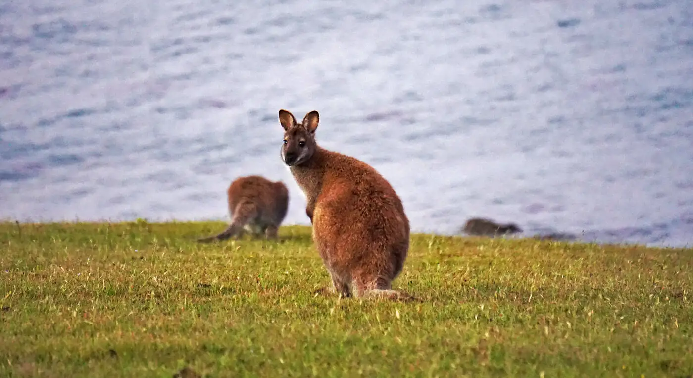 Kangaroo on Maria Island | Location: Freycinet National Park, Australia