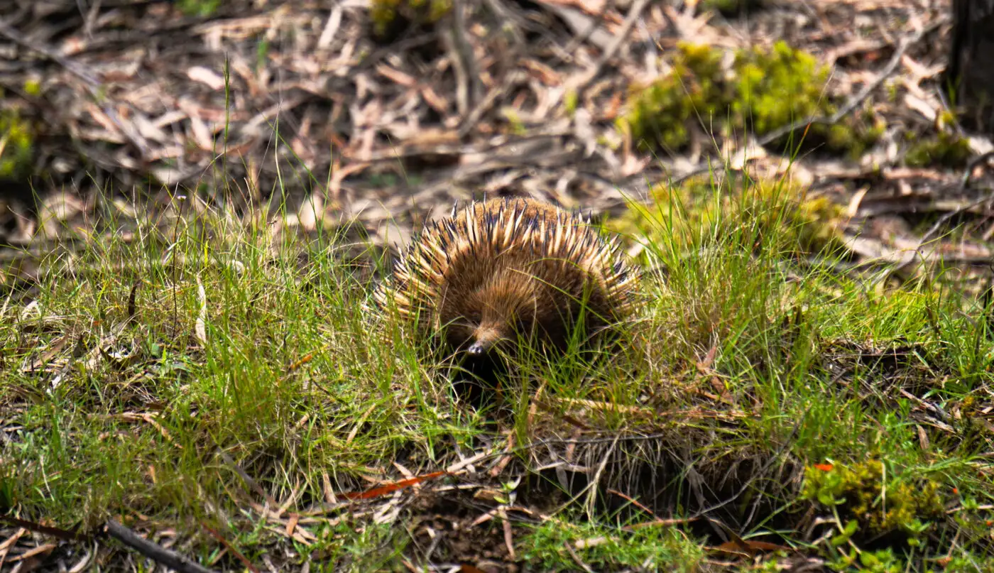 Echidna in Tasmania | Location: Australia