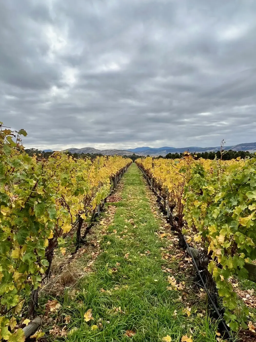 Frogmore Creek Winery - Richmond | Location: Hobart, Australia