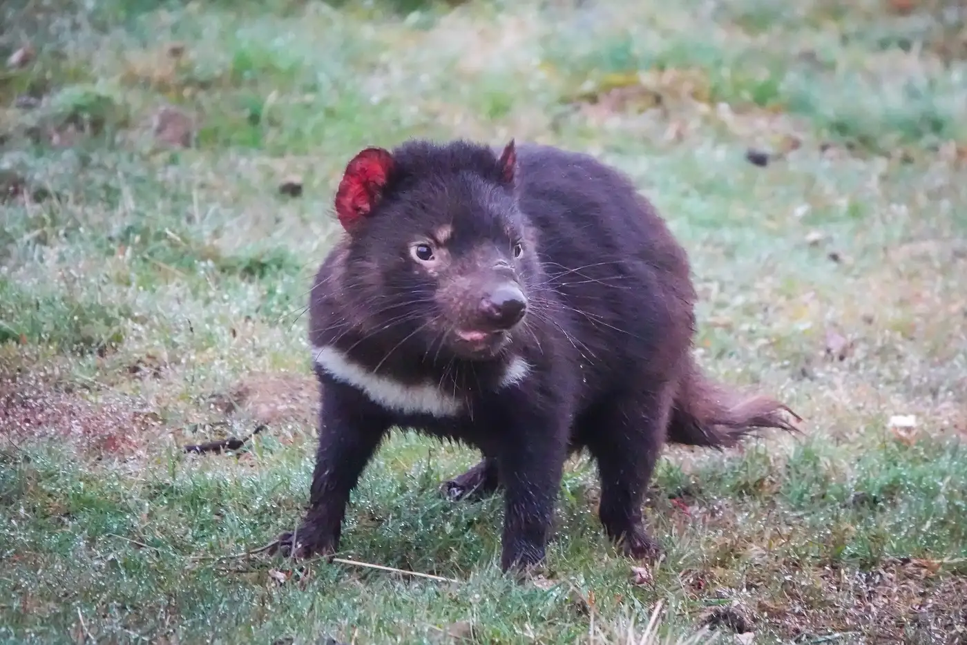 Tasmanian Devil | Location: Freycinet National Park, Australia