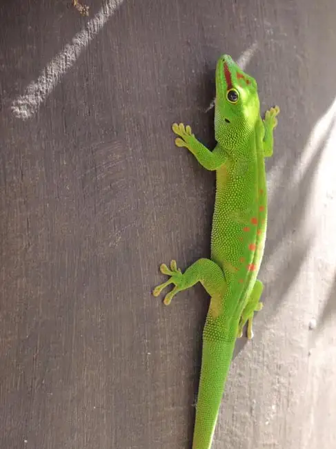 Location: Port Louis, Mauritius