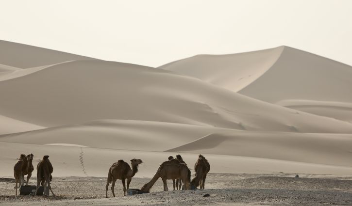 Camels in the Sahara awaiting their riders | Location: Merzouga,  Morocco