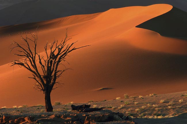 Location: Namib-Naukluft National Park,  Namibia
