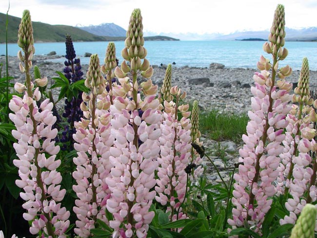 Russell Lupins - Canterbury, New Zealand | Location: Mt Cook,  New Zealand