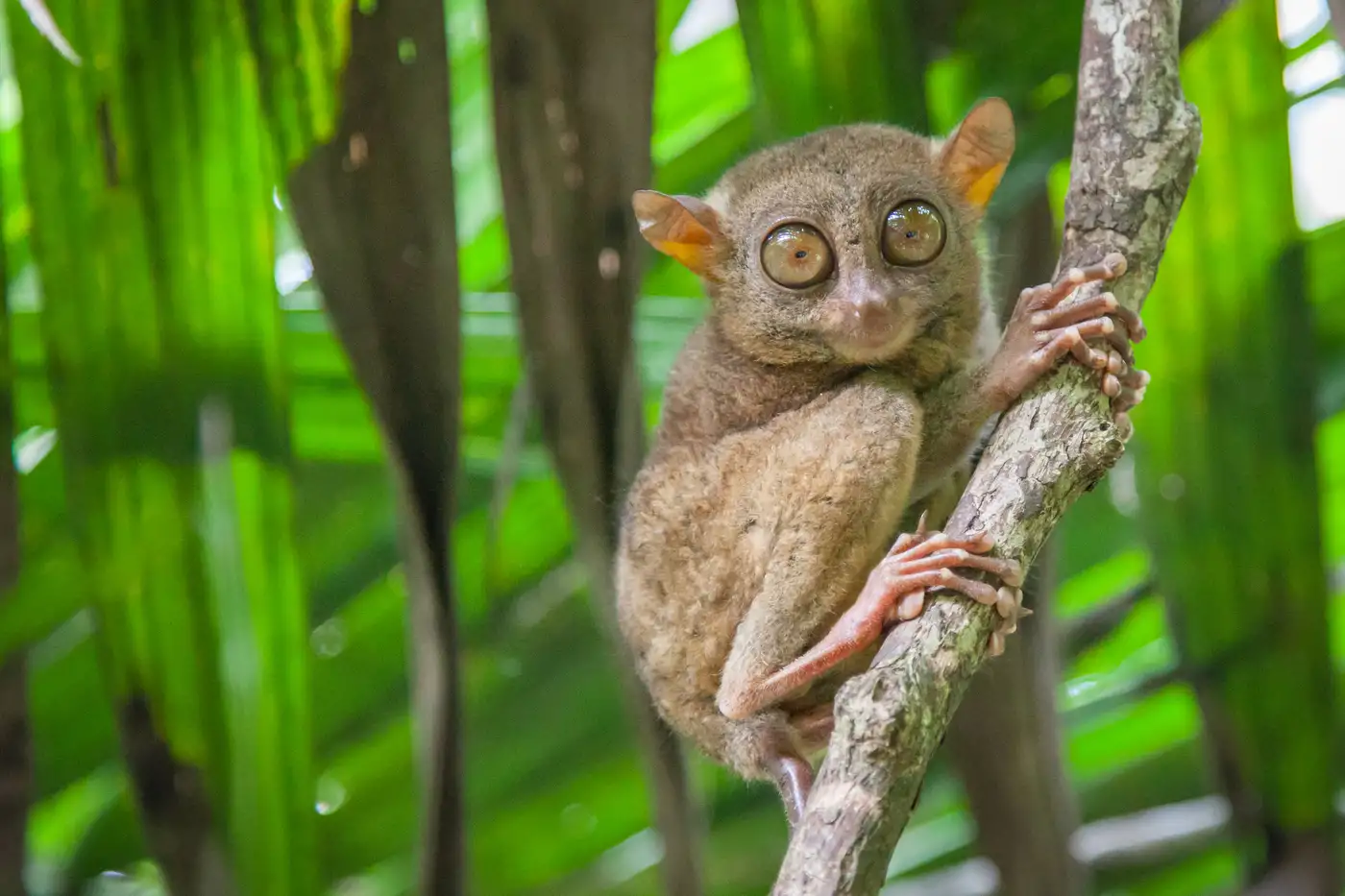Tarsier (a native leaping primate) | Location: Philippines