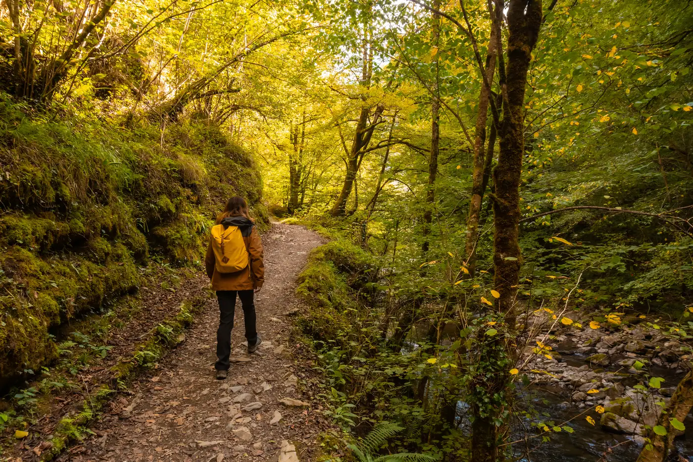 Roncesvalles Beech Forest | Location: Spain