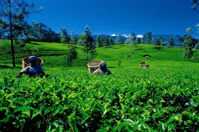 Tea Plantations | Location: Nuwara Eliya, Sri Lanka