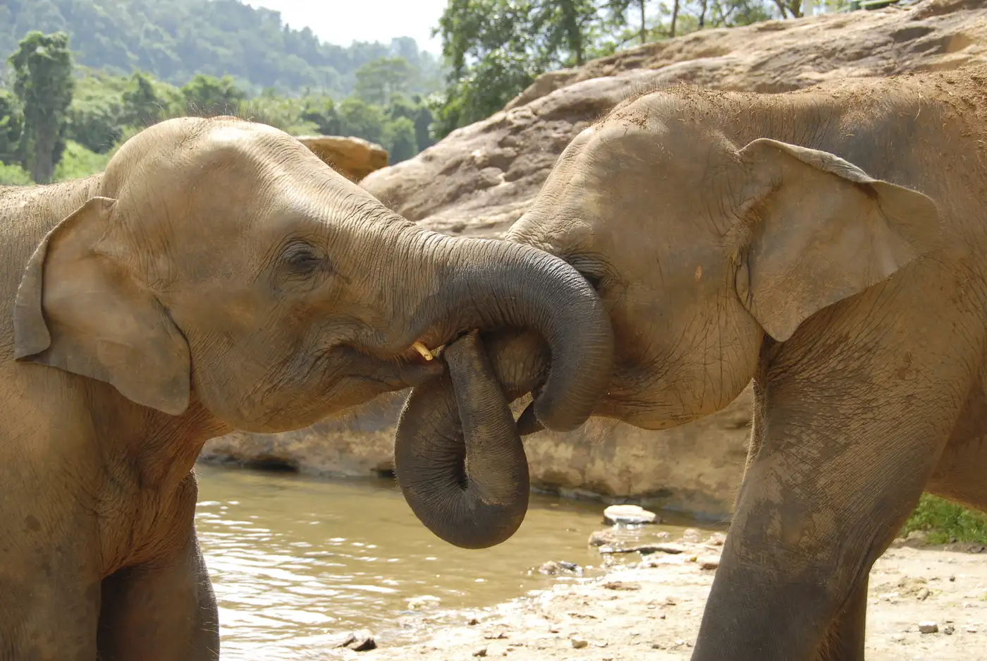 Elephants at Udawalawe | Location: Nuwara Eliya, Sri Lanka