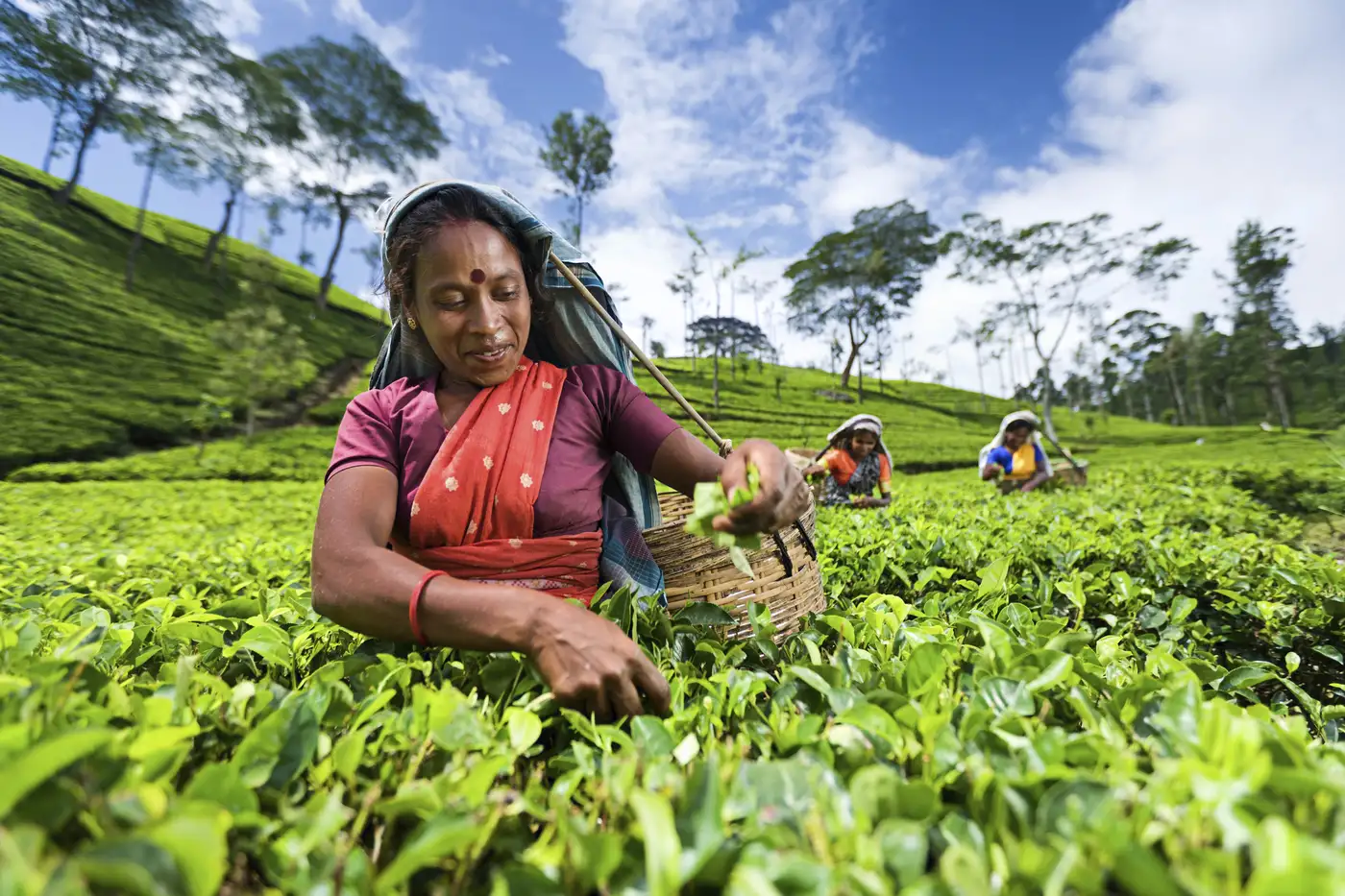Tea Plantations | Location: Nuwara Eliya, Sri Lanka