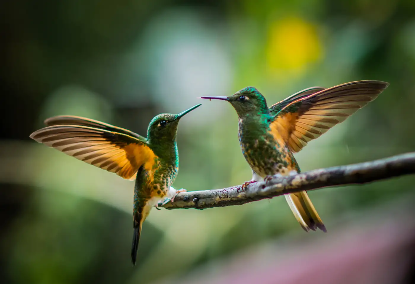 Asa Wright Wildlife Centre | Location: Trinidad and Tobago