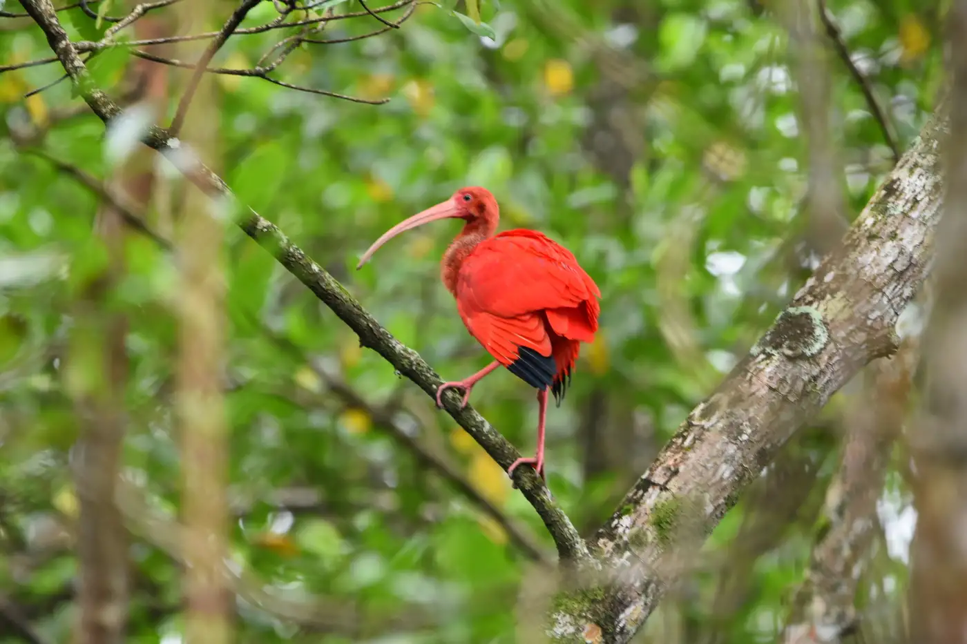 Scarlet Ibis | Location: Trinidad and Tobago