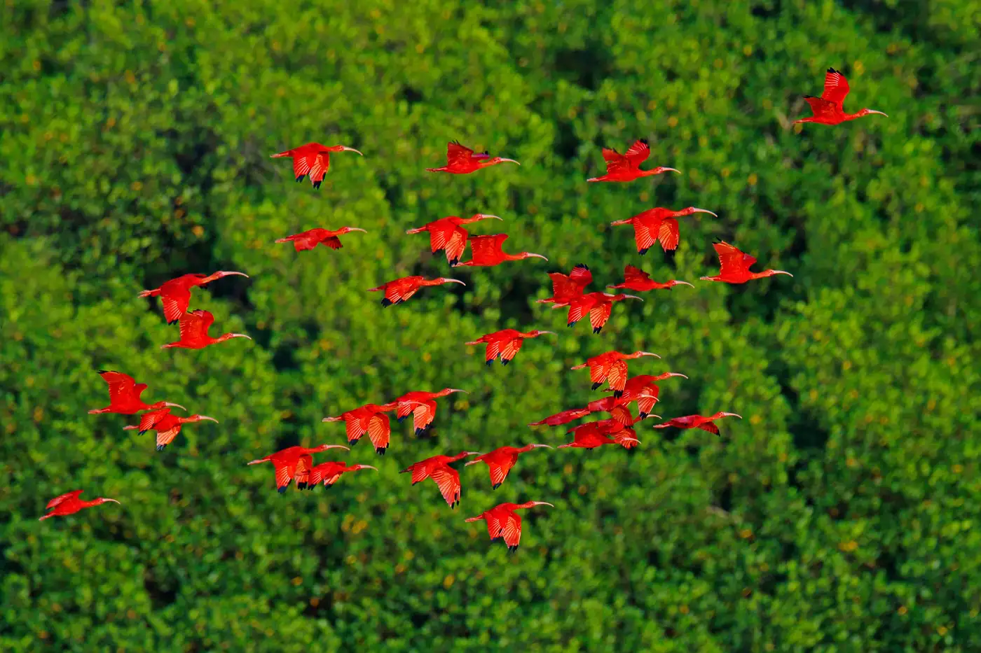Coroni Swamp Ibis Watching | Location: Trinidad and Tobago