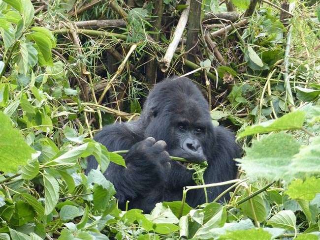 Location: Bwindi Impenetrable National Park,  Uganda