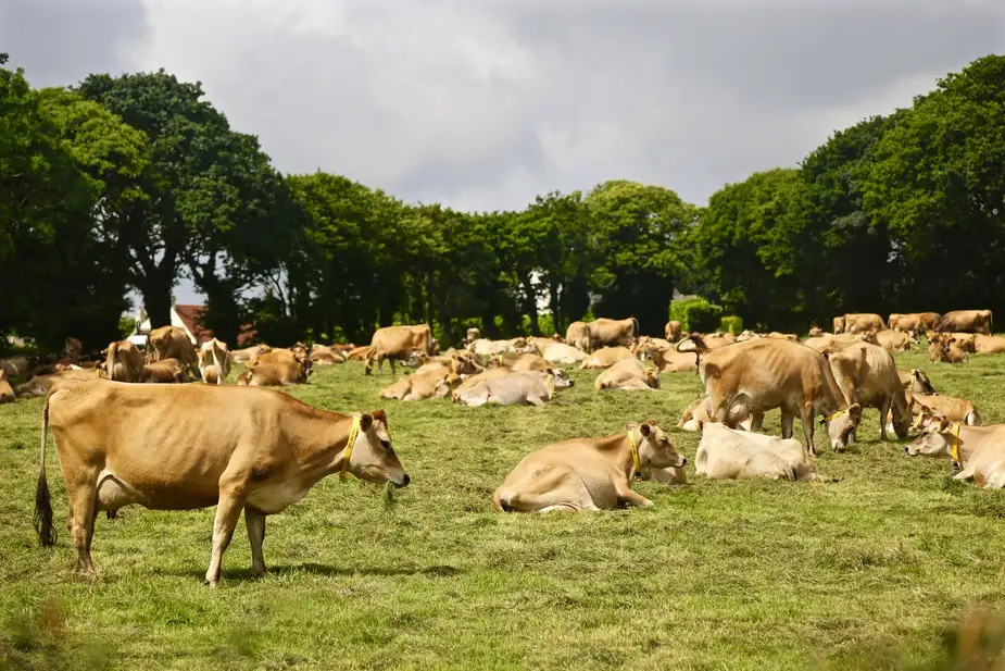 Jersey Cattle | Location: Jersey Island, United Kingdom