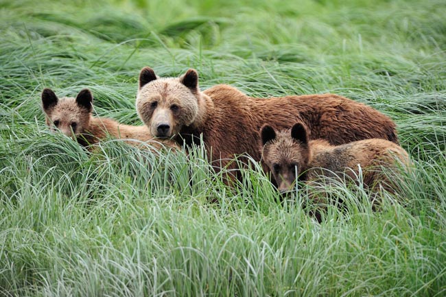 Khutzeymateen Grizzly Sanctuary | Location: Canada