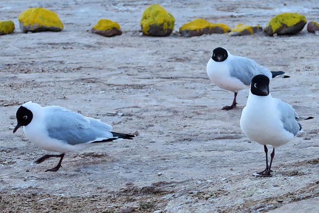 Andean Seagull | Location: San Pedro de Atacama,  Chile
