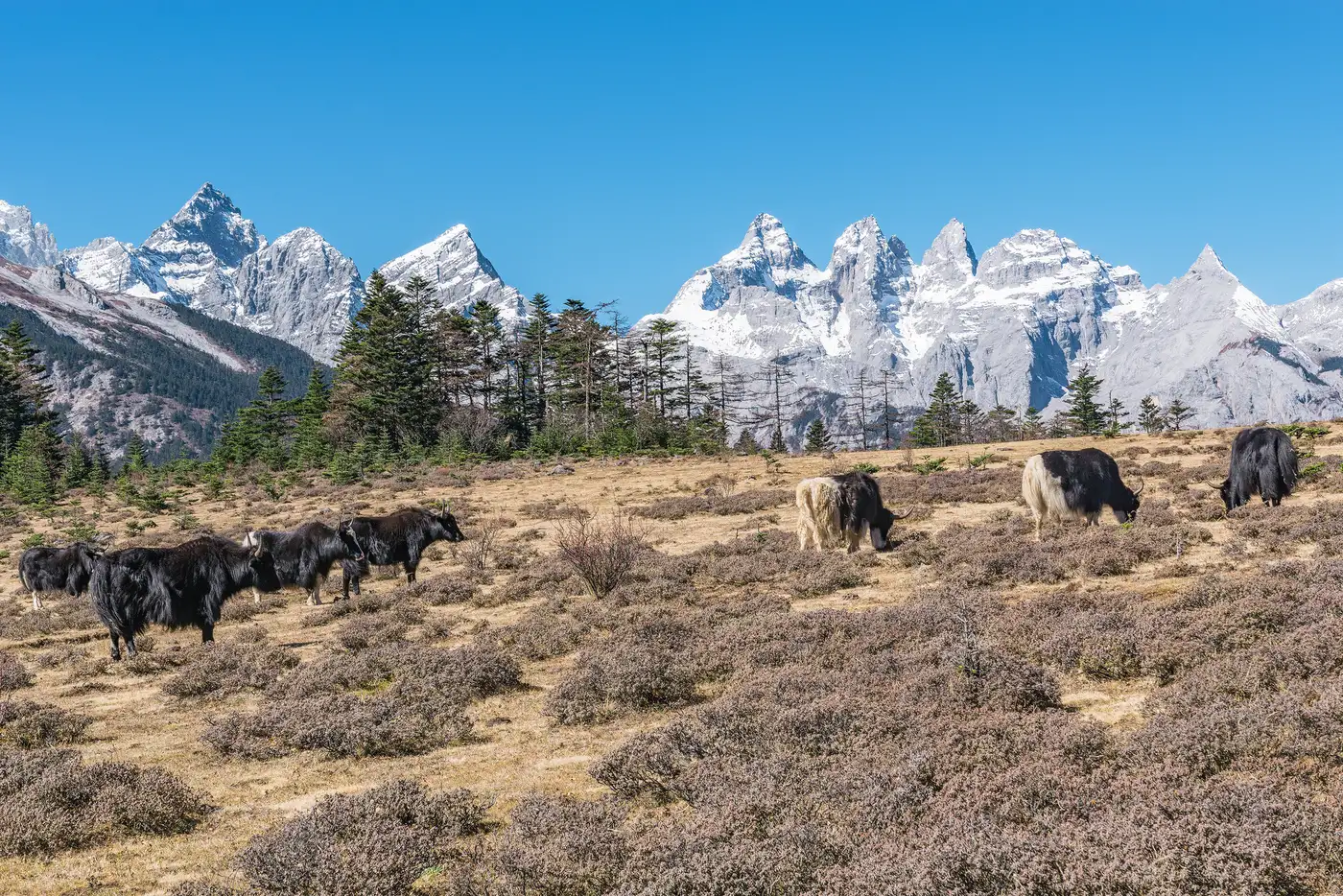 Himalayan Yaks, Yunnan | Location: China