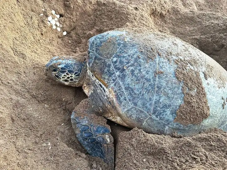 Turtle on the Beach | Location: Comoros Islands