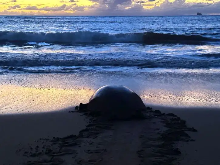 Turtle Returning to the Ocean | Location: Comoros Islands