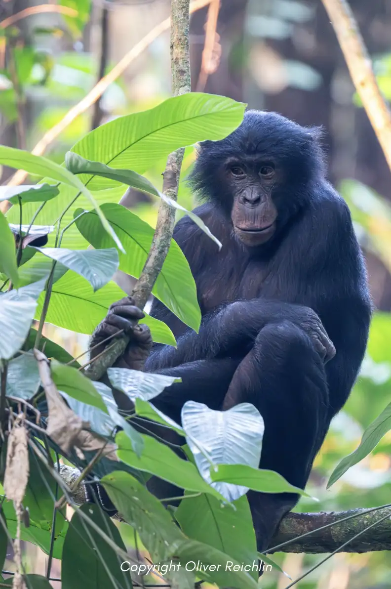 DRC Bonobo Tracking | Location: Congo Brazzaville