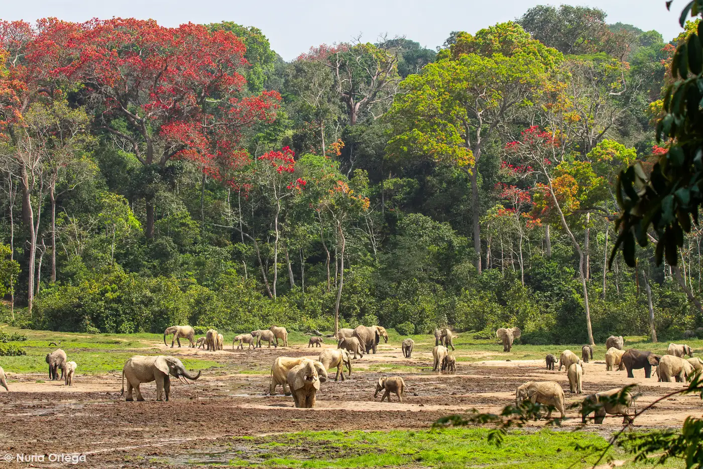 Dzanga Bai - Central African Republic | Location: Congo Brazzaville