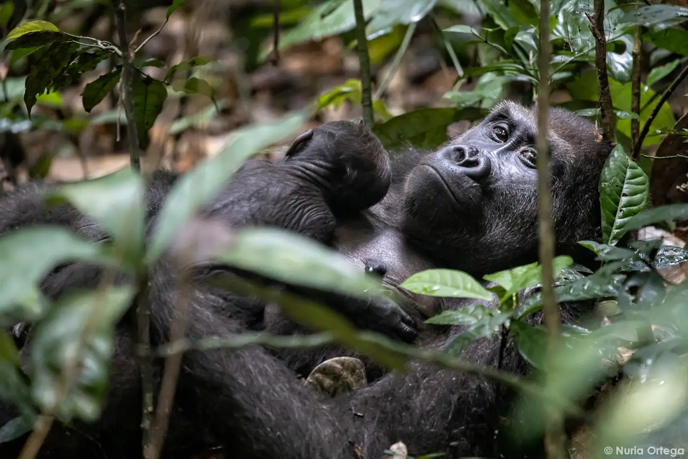 CAR - Sangha Trinational Protected Region | Location: Congo Brazzaville