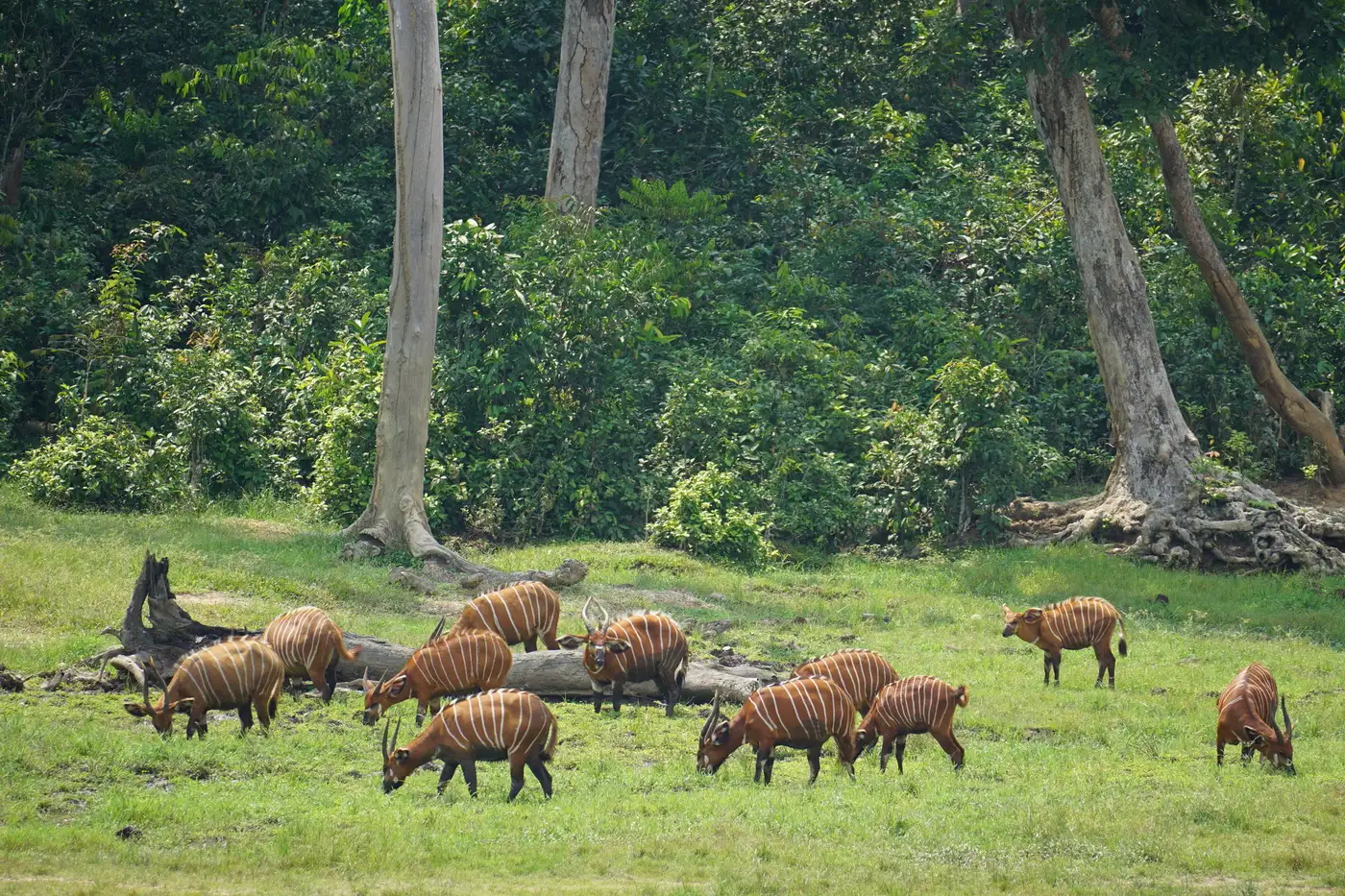 Dzanga Bai - Central African Republic | Location: Congo Brazzaville