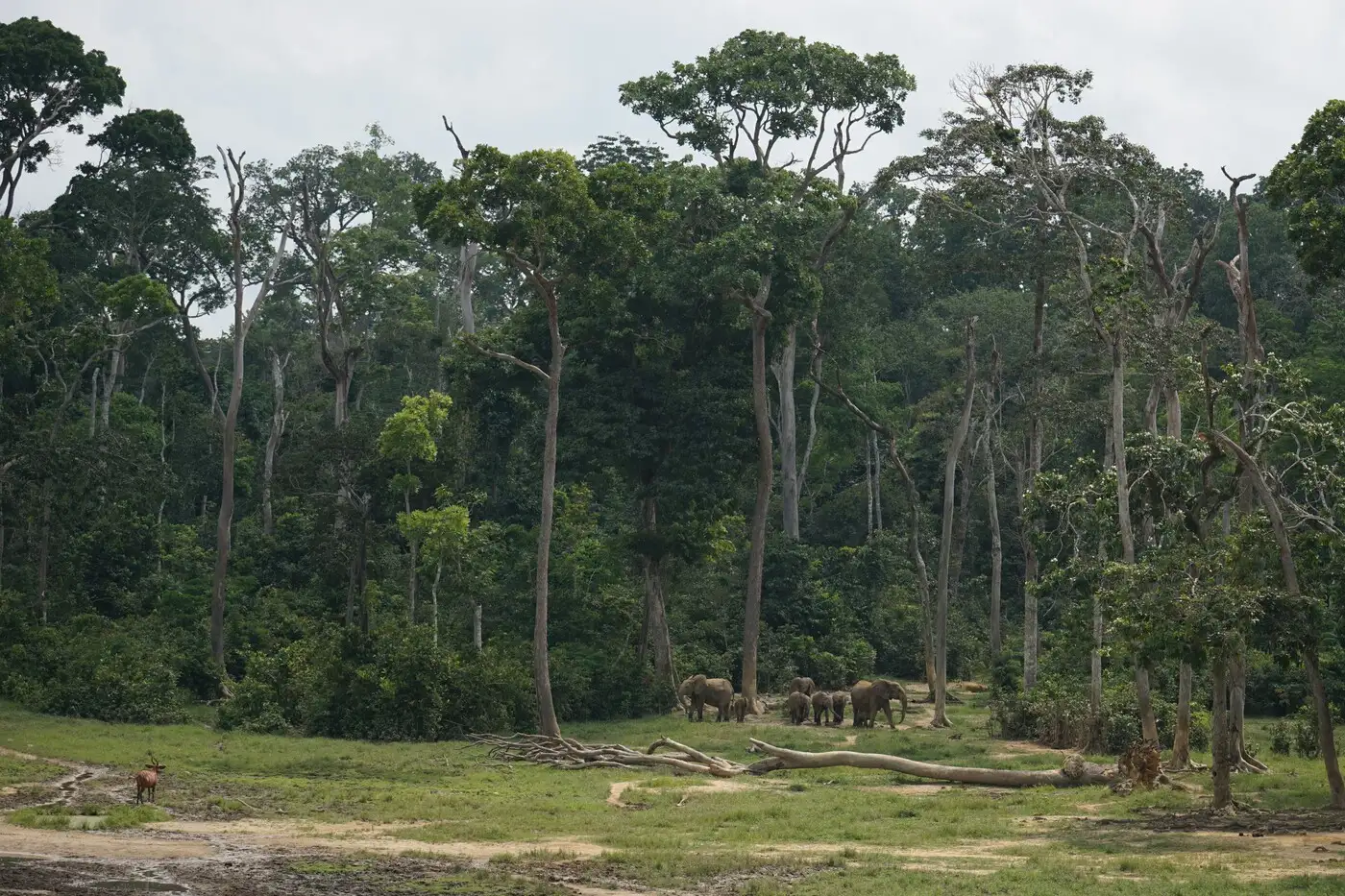 Dzanga Bai - Central African Republic | Location: Congo Brazzaville