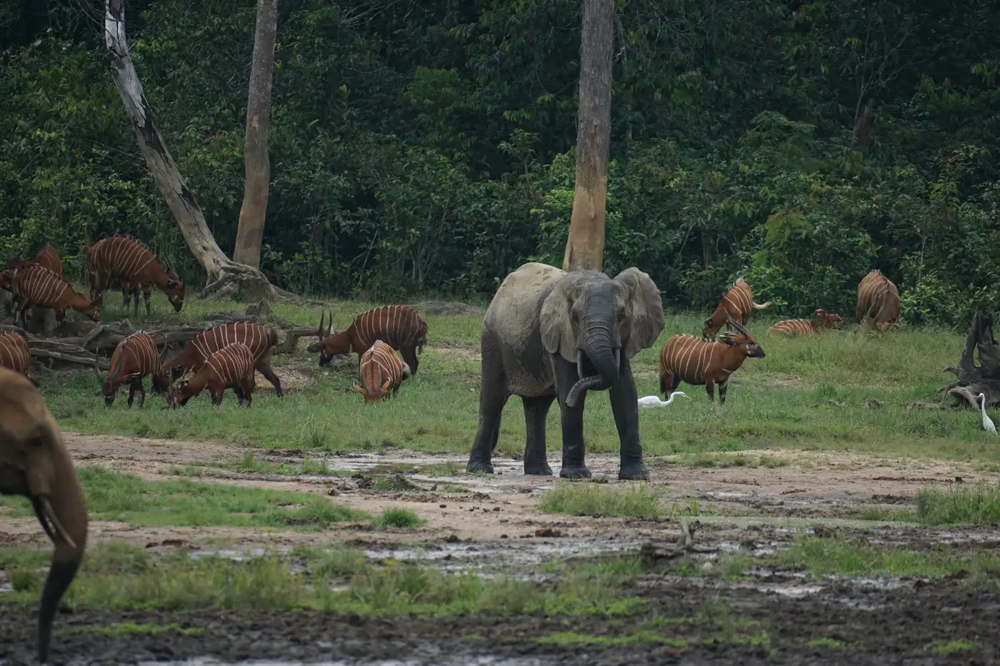 Dzanga Bai - Central African Republic | Location: Congo Brazzaville