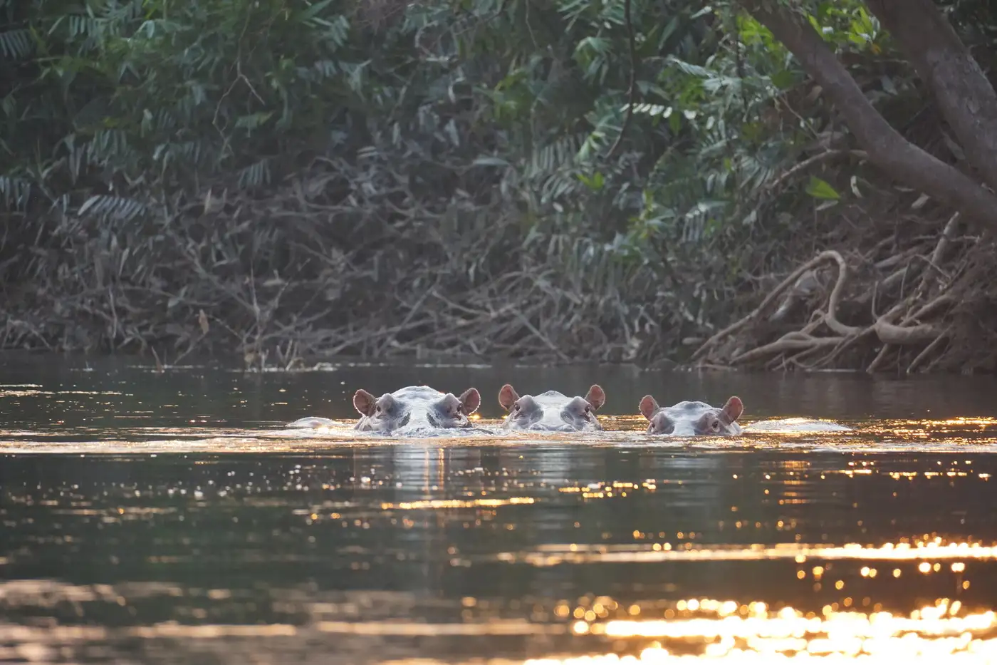 CAR - Sangha Trinational Protected Region | Location: Congo Brazzaville