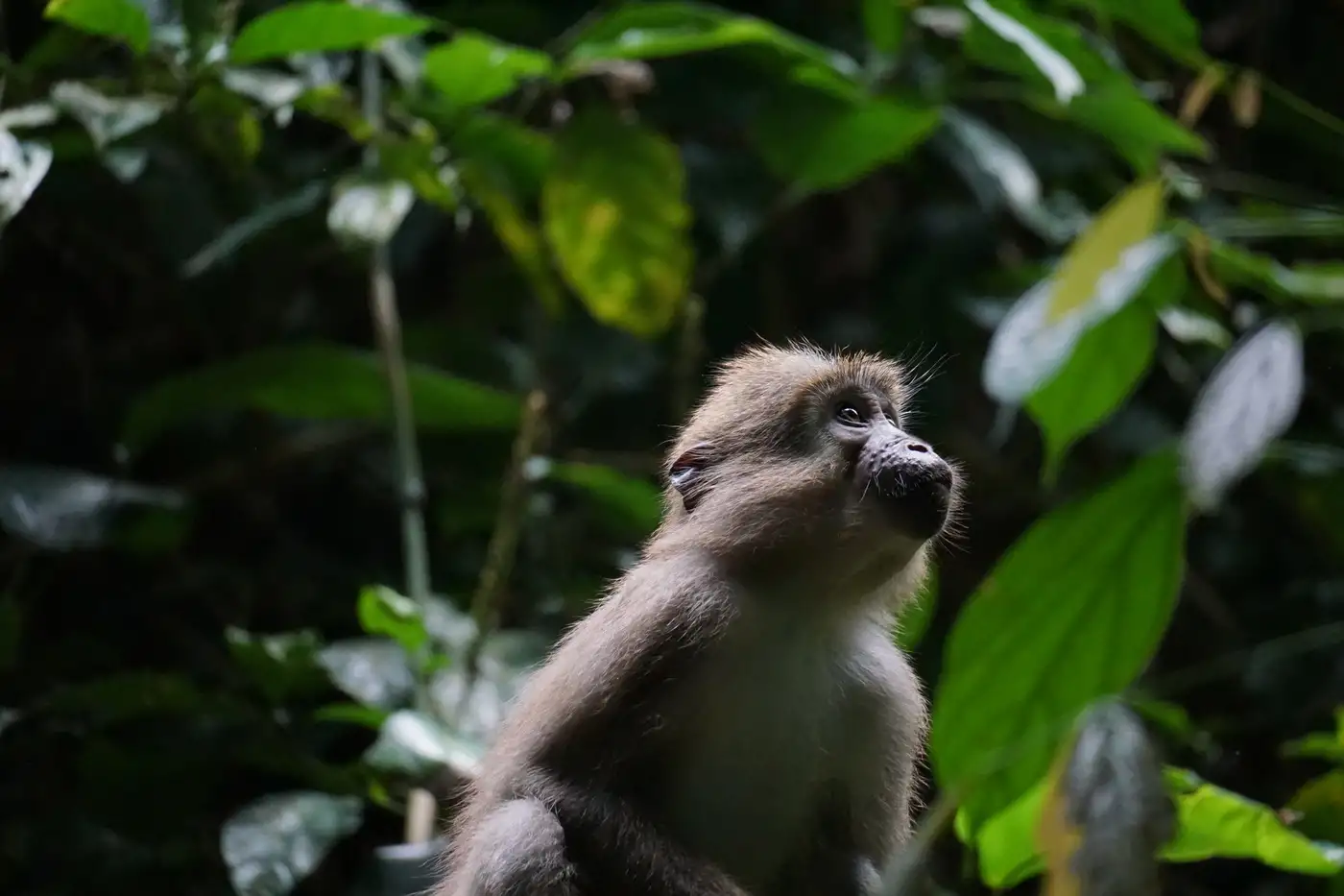 Mangabey Tracking - CAR | Location: Congo Brazzaville