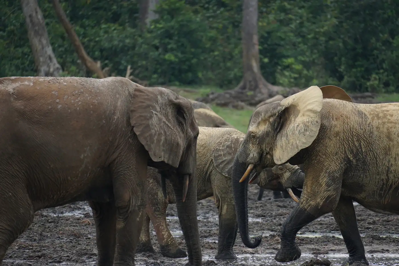 Dzanga Bai - Central African Republic | Location: Congo Brazzaville