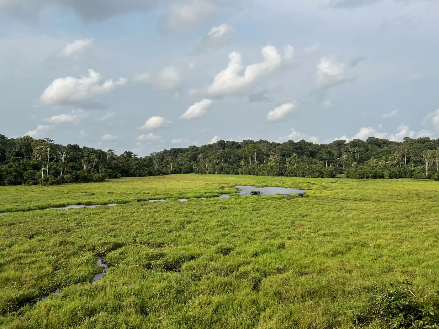 Sangha Trinational Forest | Location: Congo Brazzaville