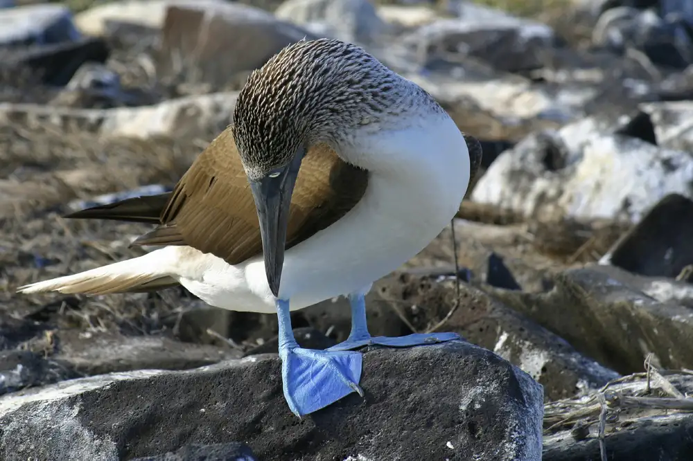 Blue-footed Boobie | Location: Galapagos, Ecuador