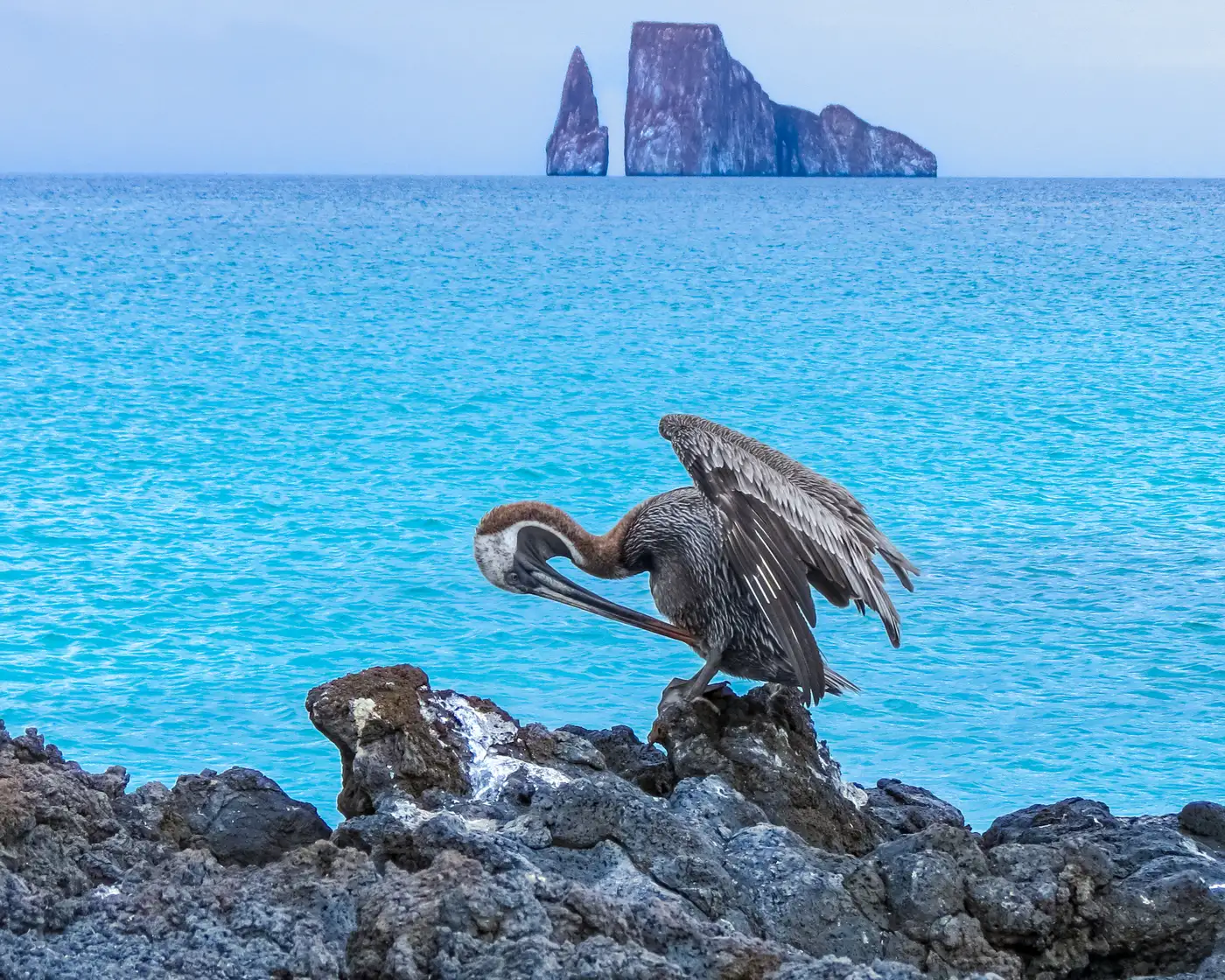 Brown Pelican | Location: Galapagos, Ecuador