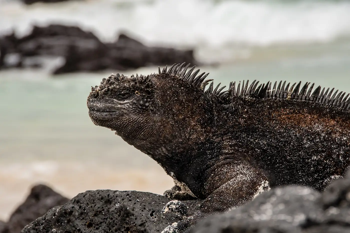 Galapagos Iguana | Location: San Cristobal, Ecuador