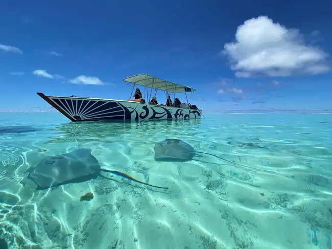 Bora Bora - Shark | Location: French Polynesia