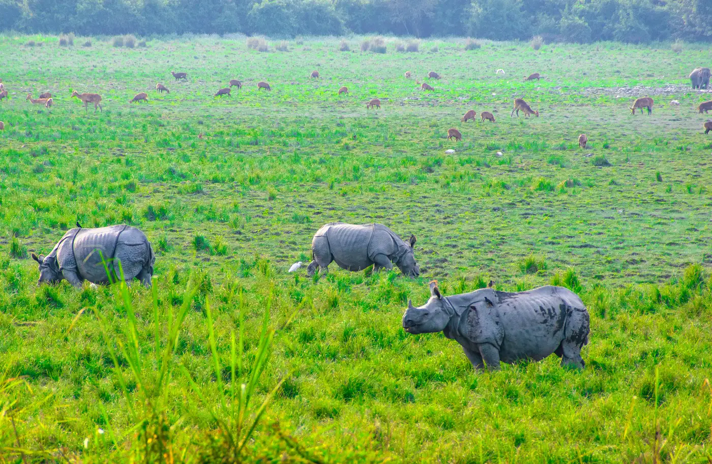 Kaziranga National Park | Location: India
